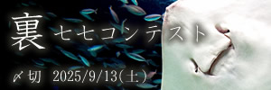 普段は見せない……裏七七コンテスト