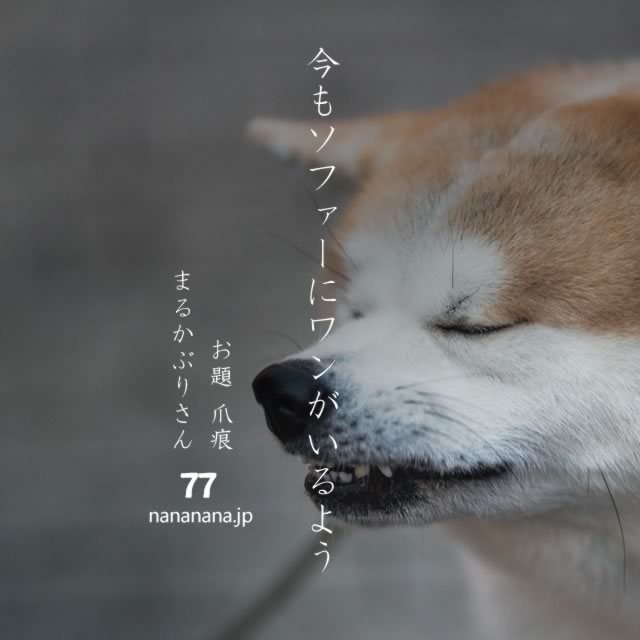 2020年11月10日の一句