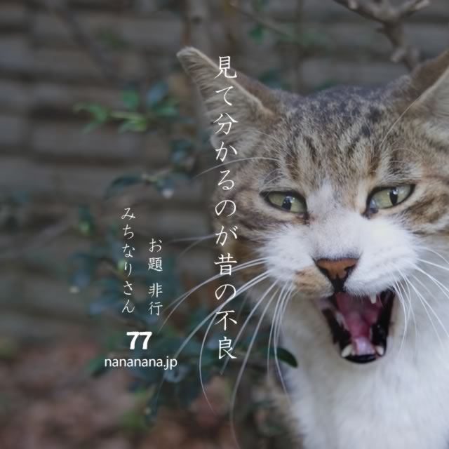 2021年6月21日の一句