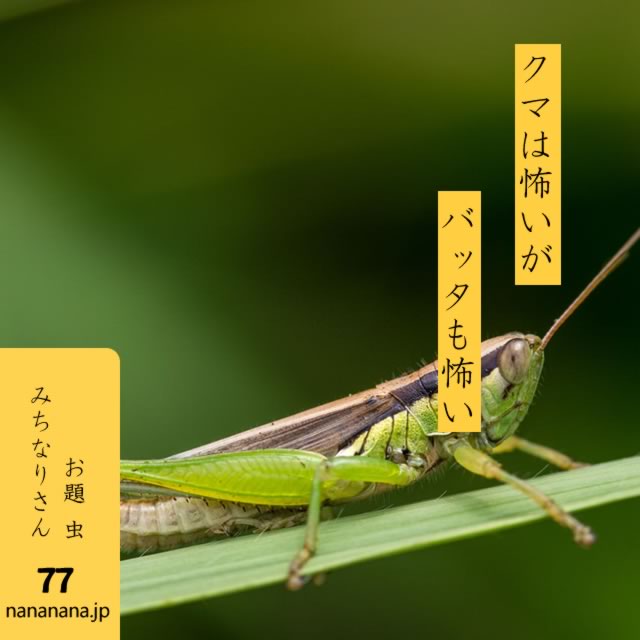 2024年6月4日の一句