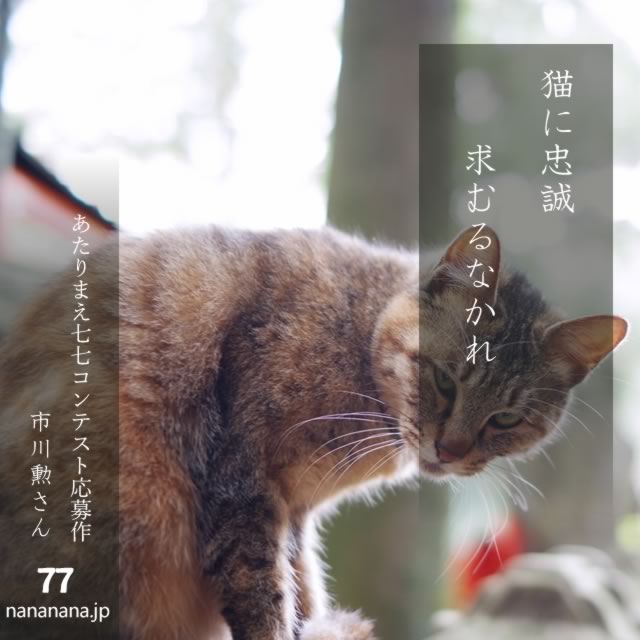 2024年11月1日の一句