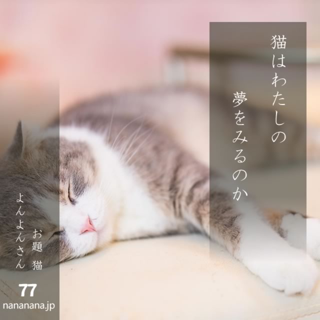 2024年11月15日の一句