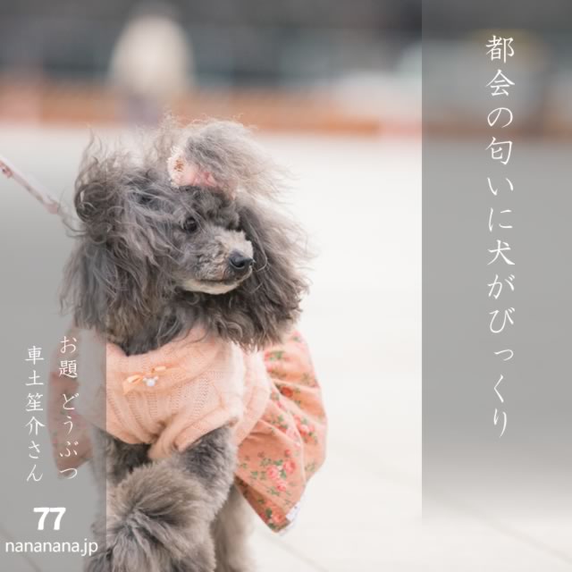 2025年3月20日の一句