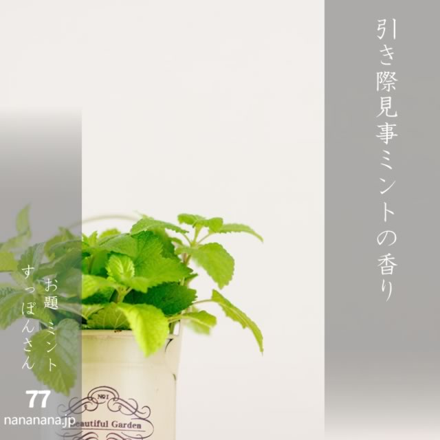 2025年6月20日の一句