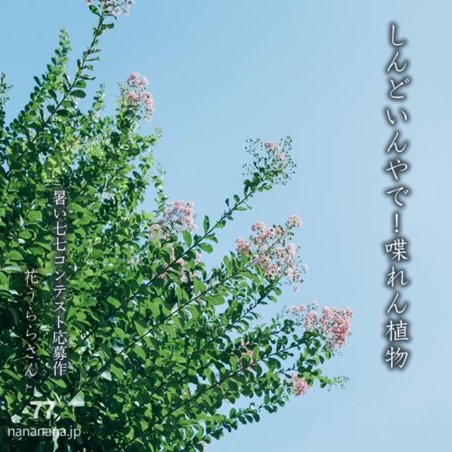 2025年7月26日の一句