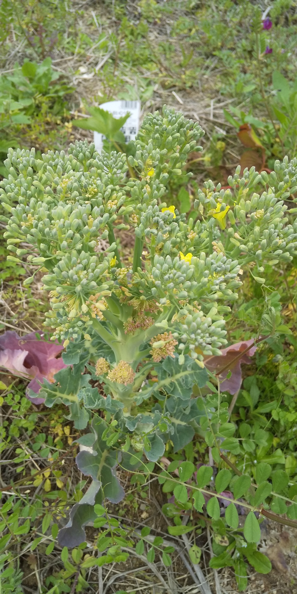 収穫逃し 花が満開