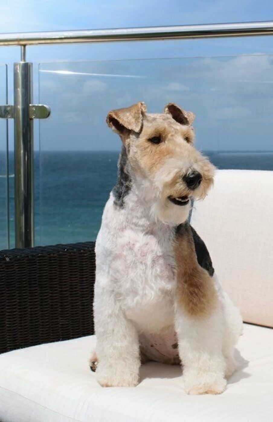 つっけんどんな犬われ似たり